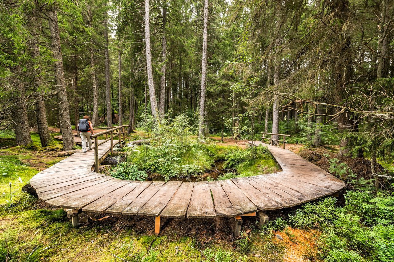 Zauberwald-Pfad in Bernau im Schwarzwald, Erlebnispfad, Themenweg