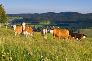 Hinterwälder Rinder auf den Hochweiden von Bernau im Schwarzwald. Foto: Michael Arndt Hinterwälder Rinder auf den Hochweiden von Bernau im Schwarzwald. Foto: Michael Arndt