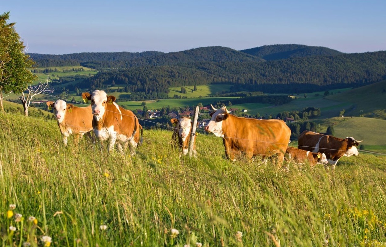 Bernau Schwarzwald Hinterwaelder Rinder Herde.jpg