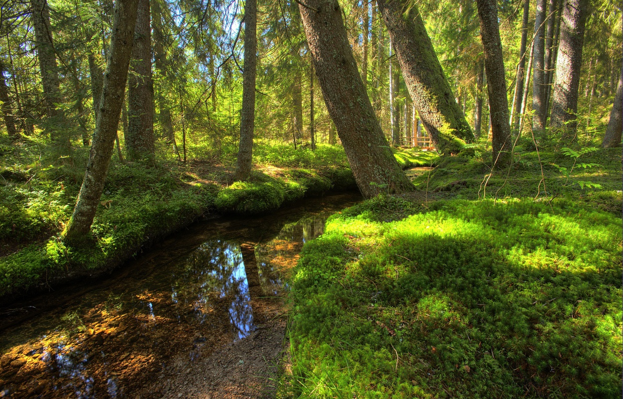 Blick ins Taubenmoos, eine idyllische Moorlandschaft in Bernau im Schwarzwald. Foto: Erich Spiegelhalter