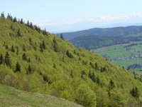 Waldbaden (leichte Wanderung) mit Naturcoach Markus Eckmann