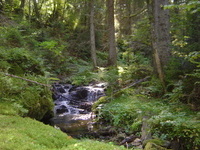 Waldbaden (leichte Wanderung) mit Naturcoach Markus Eckmann