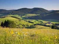 Geführte Wanderungen mit dem Schwarzwaldverein