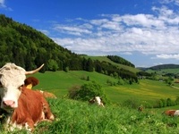 Geführte Wanderungen mit dem Schwarzwaldverein